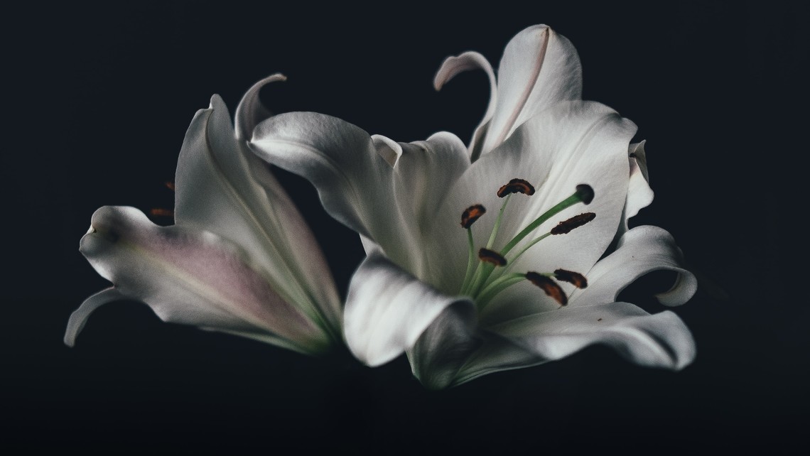 Easter Lily