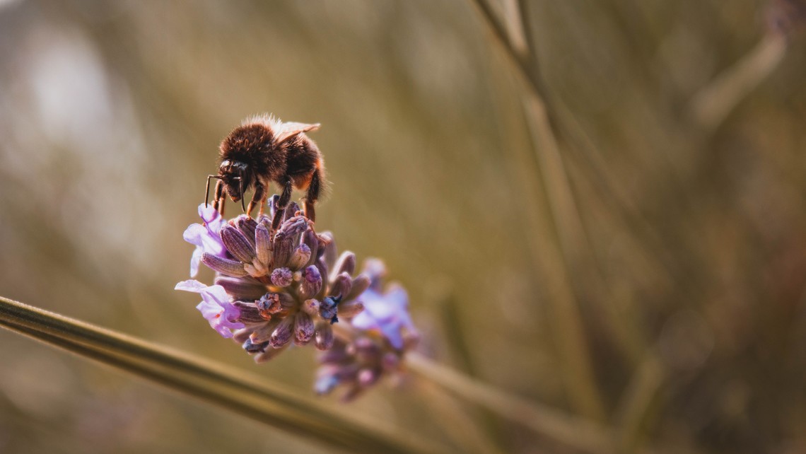 honey bee on flower